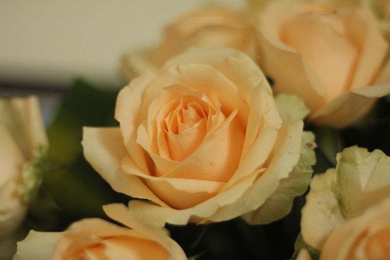 Established Small Florist Business For Sale: Best Guide 2026 3 florist business for sale - rose bouquets at retail flower store