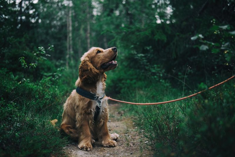 Pet daycare business for sale 1 evaluating a pet daycare business for sale business for sale facility