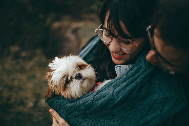 Pet daycare business for sale 3 pet care services and grooming in a pet daycare business for sale