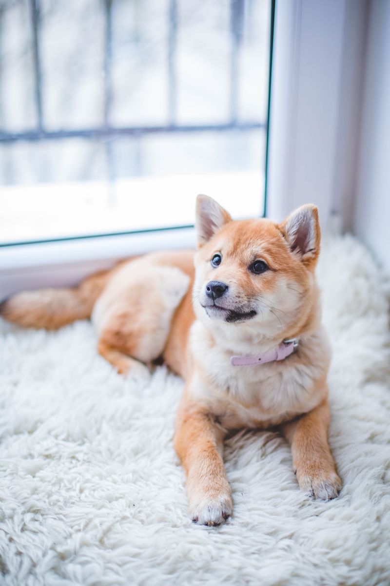 Pet daycare business for sale 2 professional dog boarding and pet daycare business for sale