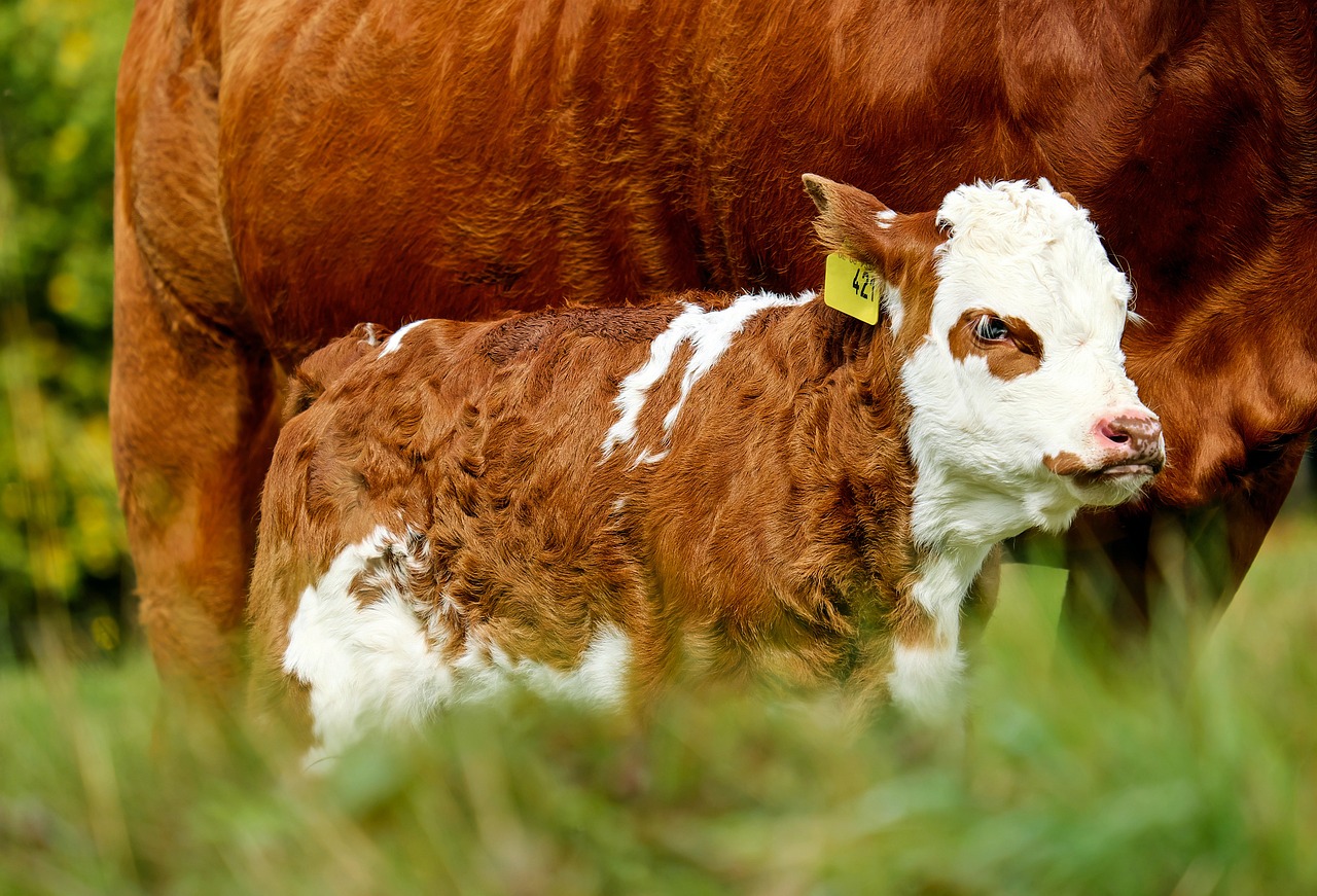 Calf Business For Sale : 7 Profitable Opportunity Awaits