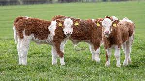 download 2024 02 27T003100.023 Calf Business For Sale