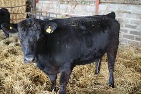 images 2024 02 27T003235.531 images 2024 02 27T003235.531