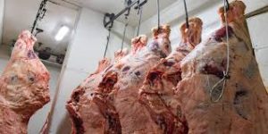 images 2024 02 26T224931.543