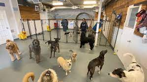 download (1) Dog Daycare For Sale Alberta
