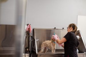 PetValu Express