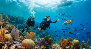 Caribbean Dive Business for Sale Smart Guide 2026